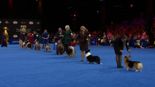 运动会策划与执行